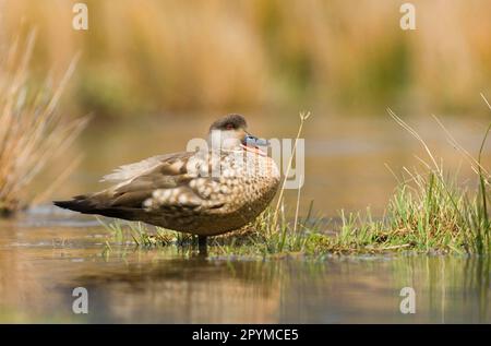 Crested Duck (Lophonetta specularioides), Erwachsener, Calling, Standing in Water, Tierra del Fuego, Argentinien Stockfoto