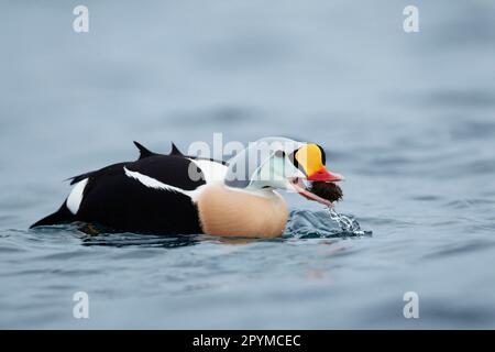 König Eider (Somateria spectabilis), männlicher Erwachsener, Fütterung von frisch gefangenem Seeigel, Norwegen Stockfoto