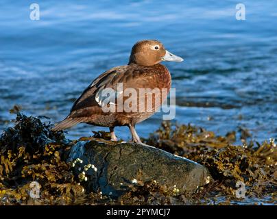 Stellers steller-Eider (Polysticta stelleri), weiblich, auf Felsen im Meer stehend, Nordnorwegen, Marsh Stockfoto