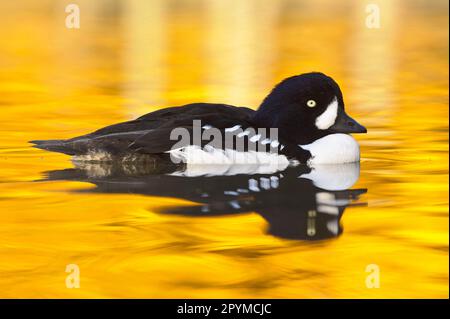 Barrow-Goldauge (Bucephala islandica), männlich, in Zuchtzeug, schwimmen (in Gefangenschaft) Stockfoto