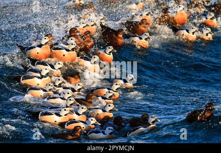 Stellers steller-Eider (Polysticta stelleri), ausgewachsene Männer und Frauen, winterende Herde, Schwimmen durch die Trennwelle, Nordnorwegen Stockfoto