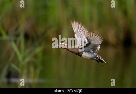 Garganey (Anas querquedula) männlicher Erwachsener auf der Flucht Stockfoto