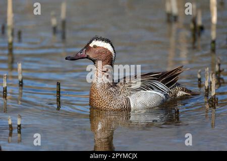 Garganey (Anas querquedula), männlich, schwimmend, Warwickshire, England, Vereinigtes Königreich Stockfoto