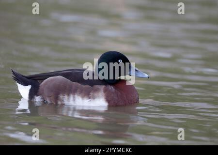 Baer-Pochard (Aythya baeri), Bärenpochard, Schwarzkopfmoorente, Enten, Gänsevögel, Tiere, Vögel, männliche Bear's Pochard, Schwimmen Stockfoto