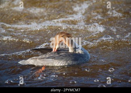 Gänsander (Mergus merganser), weiblich, auf dem Fluss, Fluss Nith, Dumfries und Galloway, Schottland, Vereinigtes Königreich Stockfoto