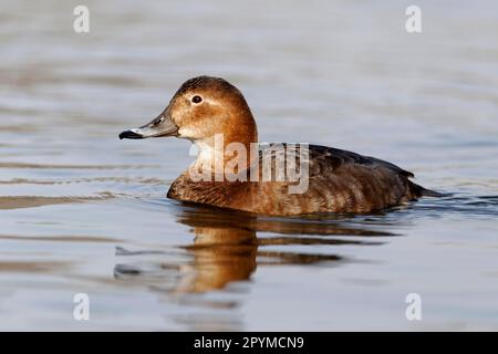 Gemeine Pochard (Aythya ferina), weiblich, schwimmend, Warwickshire, England, Vereinigtes Königreich Stockfoto