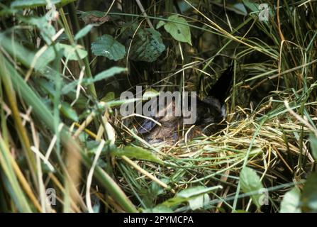 Ruddy Duck (Oxyura jamaicensis), Black-Head Duck, Black-Head Ruddy Duck, Ducks, Goose Birds, Tiere, Vögel, Enten, Ruddy Female im Nest, unter uns Stockfoto