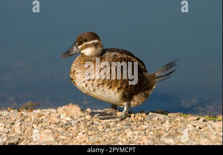 Ruddy Duck (Oxyura jamaicensis), Black-Head Duck, Black-Head Ruddy Duck, Ducks, Goose Birds, Tiere, Vögel, Ruddy Duck, Erwachsene Frau, Winter Stockfoto