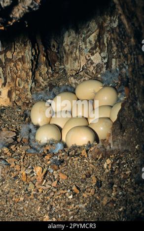 Gemeiner Merganser (Mergus merganser), Gänsevogel, Tiere, Vögel, Gänsehaarnest und Eier Stockfoto