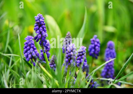 Blühende Muscari-Blumen im grünen Gras, Frühling. Stockfoto