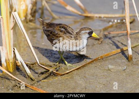 Carolina Crake, Carolina Crake, Soras (Porzana carolina), Rallen, Tiere, Voegel, Sora Rail Erwachsener, Zucht Gefieder, Schlammforstung, Südpadre Stockfoto