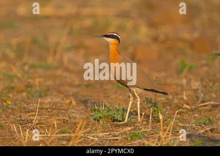 Indischer Kurier (Cursorius coromandelicus), Erwachsener, im Feld stehend, Indien Stockfoto