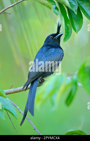 Drongo (Dicrurus forficatus), Erwachsener, auf einem Ast in einem Baum sitzend, neugierig, Madagaskar Stockfoto