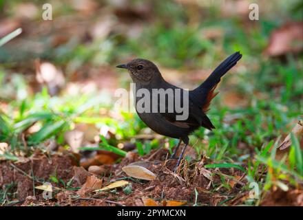 Indischer Robin (Saxicoloides fulicata leucoptera), endemische Rasse, weiblich, auf dem Boden stehend, Sri Lanka Stockfoto