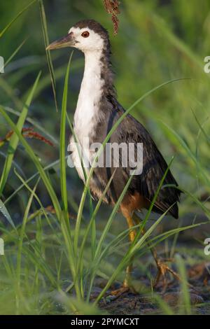 Weißbrustwasserhuhn (Amaurornis phoenicurus), Erwachsener, Gehen auf Gras, Hongkong, China Stockfoto