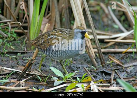 Sora (Porzana carolina) Rail Erwachsener, Wandern im schlammigen Cattail Sumsh (U.) S.A. Stockfoto