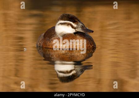 Weißkopfenten (Oxyura leucocephala), Weißkopfenten, Enten, Gänse, Tiere, Vögel, weiße Ente, weiblich, schwimmend, gefangen Stockfoto