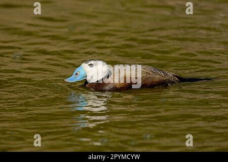 Weißkopfenten (Oxyura leucocephala), Weißkopfenten, Enten, Gänse, Tiere, Vögel, weiße Ente, männlich, schwimmend Stockfoto