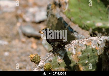 Ground Finch, Espanola cactus (Opuntia) Finch, Opuntia Ground Finches, Darwins Finches (Geospiza conirostris), endemisch, Singvögel, Tiere, Vögel Stockfoto