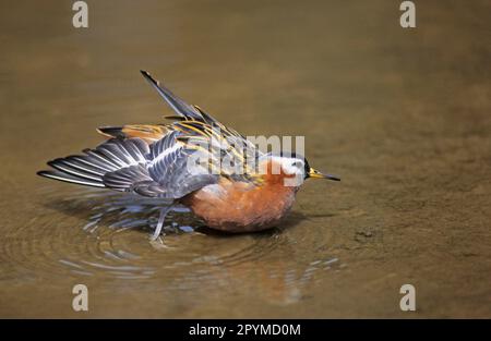 Thor's Rebhuhn, Tiere, Vögel, Waders, Grauphalarope (Phalaropus fulicarius) weiblich, Sommerzucht, Baden Stockfoto