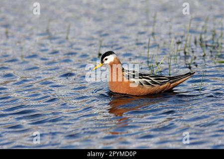 Graue Phalarope (Phalaropus fulicarius), weiblich, Sommergefieder, Schwimmen im Süßwasser-Tundrateich, Spitsbergen, Svalbard Stockfoto