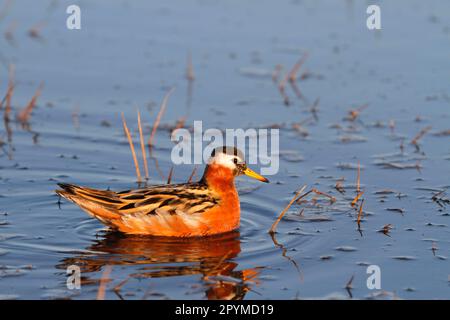 Graue Phalarope (Phalaropus fulicarius), weiblich, schwimmend, Barrow, Alaska (U.) S. A. Stockfoto