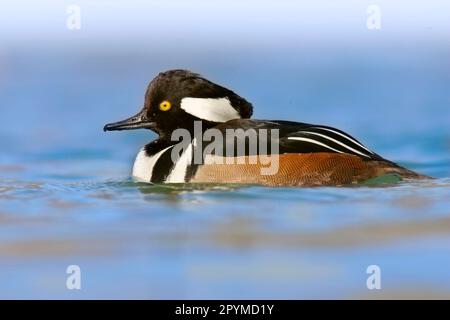 Merganser mit Kapuze (Lophodytes cucullatus), Erwachsener, männlich, Schwimmen (U.) S.A. Stockfoto