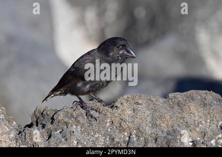 Ground Finch, Opuntia Ground Finch, Darwin's Finches, endemisch, Singvögel, Tiere, Vögel, Finken, große Kakteen (Opuntia) Ground Finch auf Espanola Stockfoto