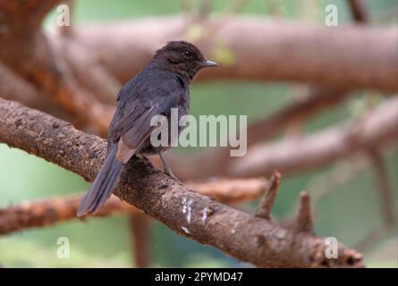 Nördlicher Schwarzer Fliegenfänger (Melaenornis edolioides), ausgewachsen, hoch oben auf dem Ast, Äthiopien Stockfoto