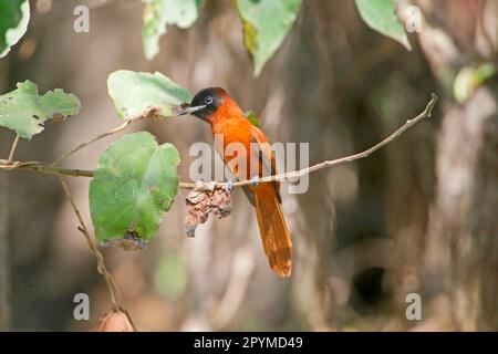 Schwarzkopf-Fliegenfänger (Terpsiphone rufiventer), weiblich, hoch oben auf dem Zweig, Gambia Stockfoto