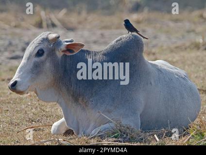 Hausrinder, brahma-Rinder (Bos indicus), ausgewachsen, ruhend, mit schwarzem Drongo (Dicrurus macrocercus) ausgewachsen, auf dem Rücken sitzend, Nordindien Stockfoto