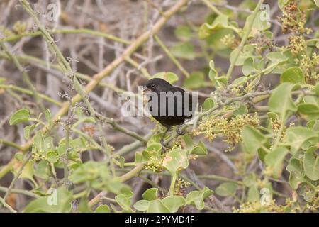 Mittelgrobfink (Geospiza fortis), Mittelgrobfink, Galapagos Finch, Darwin Finch, Galapagos Finches, Darwin Finches, Singvögel Stockfoto