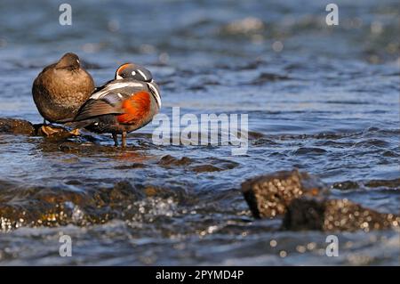 Harlequin Duck (Histrionicus histrionicus) Erwachsenenpaar, zusammen auf Felsen im Wasser, Island Stockfoto