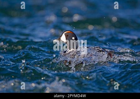 Harlequin Ente (Histrionicus histrionicus) männlich, Zuchthupfer, Schwimmen auf Stromschnellen, Fluss Laxa, Myvatn, Island Stockfoto