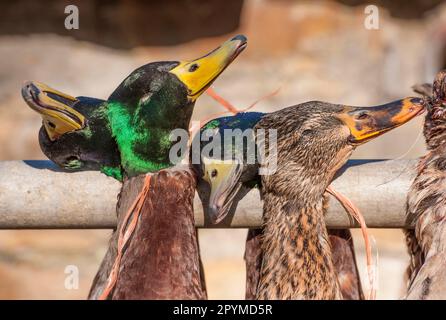 Männliche und weibliche adulte Stockenten (Anas platyrhynchos), die während der Schießerei erhängt wurden, Lancashire, England, Vereinigtes Königreich Stockfoto