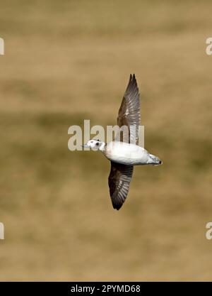 Langschwanzente (Clangula hyemalis), weiblich, im Flug, Shetland Islands, Schottland, Vereinigtes Königreich Stockfoto