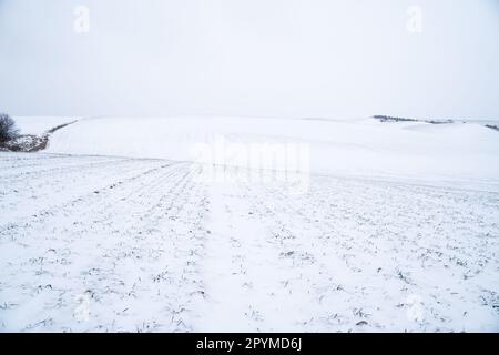 Weizenfeld mit Schneefall in der Wintersaison. Landwirtschaftsprozess mit Kulturen. Stockfoto