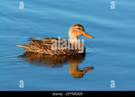 Melierte Ente (Anas fulvigula), weiblich, schwimmend, Sanibel Island, Florida (U.) S. A. Stockfoto