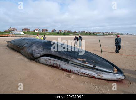 Der Kadaver eines Wals mit 55ft (17m) Flossen (Balaenoptera physalus) liegt am Bridlington Beach in East Yorkshire, während Bauunternehmer hoffen, dass sie das Säugetier entfernen können, das am beliebten Touristenstrand angespült wurde, ohne es aufschneiden zu müssen. Der 30 Tonnen schwere Wal wurde Anfang dieser Woche gesehen, wie er im Meer in Schwierigkeiten geriet, und starb am Dienstag. Foto: Donnerstag, 4. Mai 2023. Stockfoto