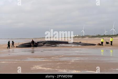 Der Kadaver eines Wals mit 55ft (17m) Flossen (Balaenoptera physalus) liegt am Bridlington Beach in East Yorkshire, während Bauunternehmer hoffen, dass sie das Säugetier entfernen können, das am beliebten Touristenstrand angespült wurde, ohne es aufschneiden zu müssen. Der 30 Tonnen schwere Wal wurde Anfang dieser Woche gesehen, wie er im Meer in Schwierigkeiten geriet, und starb am Dienstag. Foto: Donnerstag, 4. Mai 2023. Stockfoto