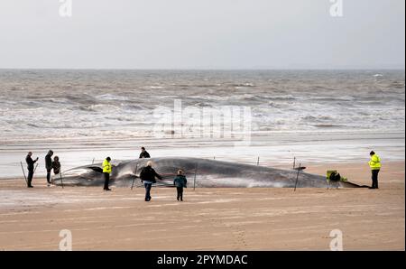 Der Kadaver eines Wals mit 55ft (17m) Flossen (Balaenoptera physalus) liegt am Bridlington Beach in East Yorkshire, während Bauunternehmer hoffen, dass sie das Säugetier entfernen können, das am beliebten Touristenstrand angespült wurde, ohne es aufschneiden zu müssen. Der 30 Tonnen schwere Wal wurde Anfang dieser Woche gesehen, wie er im Meer in Schwierigkeiten geriet, und starb am Dienstag. Foto: Donnerstag, 4. Mai 2023. Stockfoto