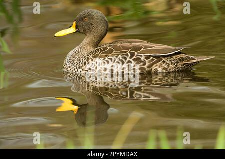 Südgeorgien Pintail, Südgeorgien Pintail Enten, Enten, Gänsevögel, Tiere, Gelbschnabelpintail (Anas georgica georgica) Stockfoto