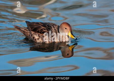 Scharfschwanz-Ente, scharfschwanz-Ente, Enten, Gänse, Tiere, Vögel, Gelbschnabelpintail (Anas georgica spinicauda), Erwachsener, Schwimmen, Temaiken Stockfoto