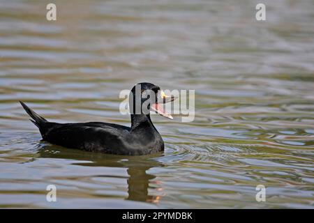 Gemeiner Scooter (Melanitta nigra), männlicher Erwachsener, ruft während des Werbens an, schwimmt auf dem See, in Gefangenschaft, im Frühling Stockfoto