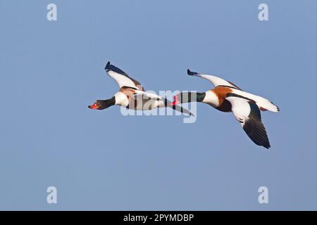 Common Shelduk (Tadorna tadorna), erwachsenes Paar, im Flug, Slimbridge, Gloucestershire, England, Vereinigtes Königreich Stockfoto