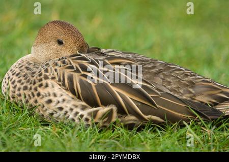 Scharfschwanz-Ente, scharfschwanz-Ente, Enten, Gänse, Tiere, Birds, Yellow-Billed Pintail (Anas georgica spinicauda) „Chilean Brown Pintail“, Erwachsener Stockfoto