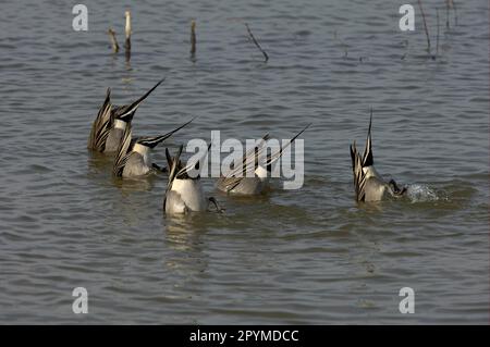 Northern Pintail (Anas acuta) männliche Erwachsene, aufsteigend während der Fütterung, New Mexico (U.) S. A. Stockfoto