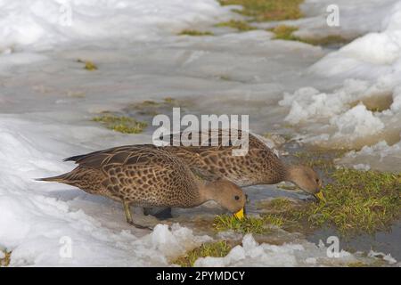 Südgeorgien Pintail, Südgeorgien Pintail Enten, endemisch, Enten, Gänsevögel, Tiere, Vögel, South Georgia Pintail (Anas georgica georgica), Erwachsener Stockfoto