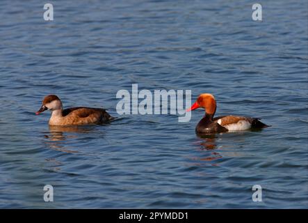 Rotschaufelpochard (Netta rufina) Erwachsenenpaar, Schwimmen in der Küstenlagune, Algarve, Portugal Stockfoto