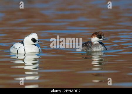 Smew (Mergus albellus), Goosander, Animals, Birds, Smew (Mergellus albellus) erwachsenes Paar, Schwimmen auf dem Fluss, Norfolk, England, Vereinigtes Königreich Stockfoto